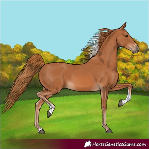Horse Color:Chestnut Tobiano Rabicano