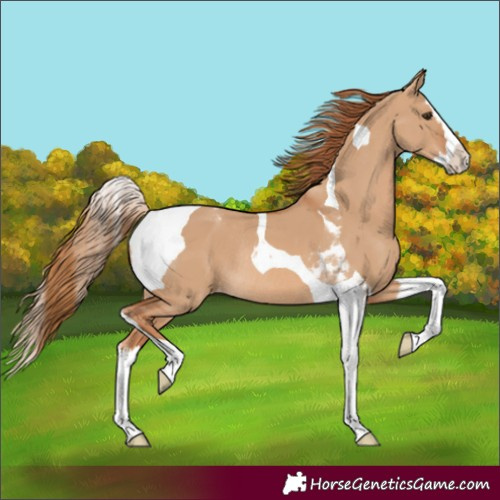 Horse Color:Red Dun Splash Tobiano Varnish Rabicano 