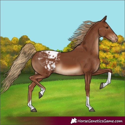 Horse Color:Chestnut Tobiano Varnish