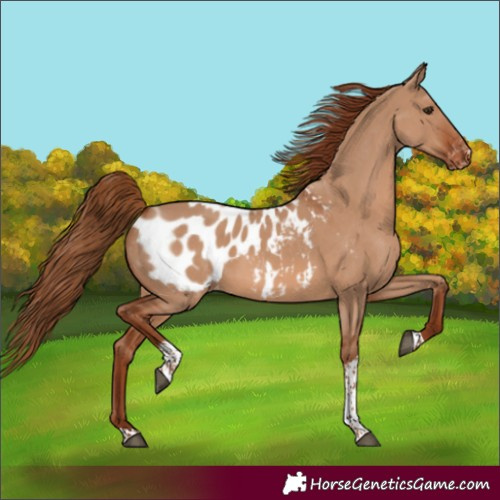 Horse Color:Red Dun Tobiano Blanket