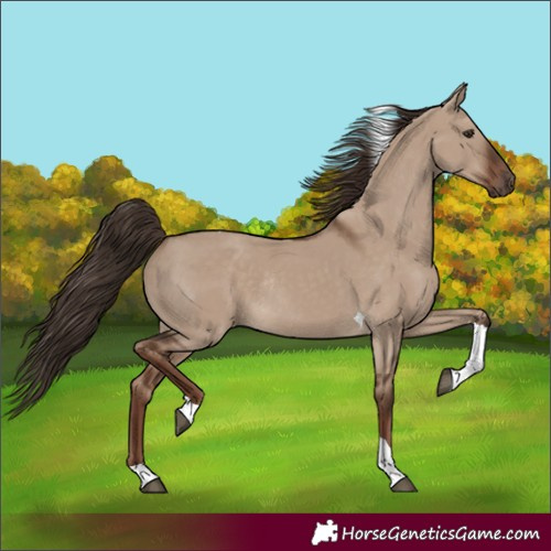Horse Color:Unknown 