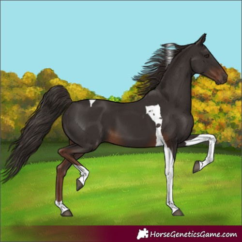 Horse Color:Liver Chestnut Tobiano 