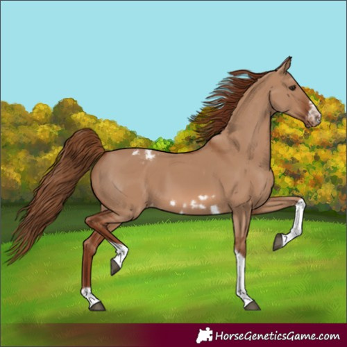 Horse Color:Red Dun Tobiano Frame Varnish Rabicano