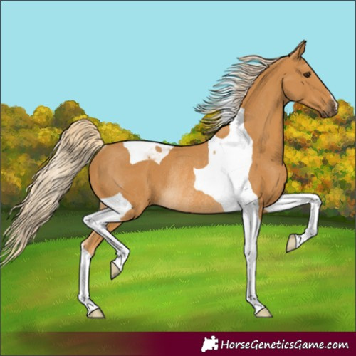 Horse Color:Palomino Tobiano Rabicano 