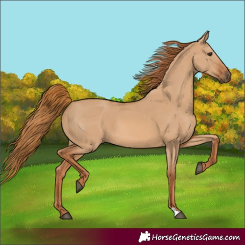 Horse Color:Red Dun