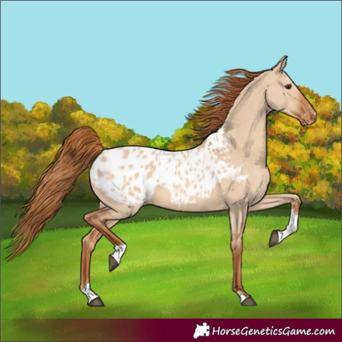 Horse Color:Red Dun Tobiano Blanket 