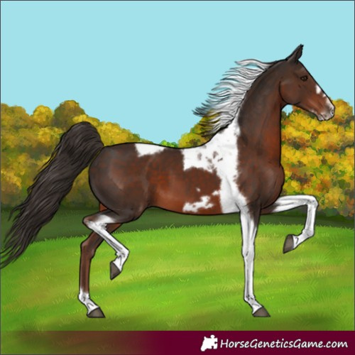 Horse Color:Liver Chestnut Tobiano Frame