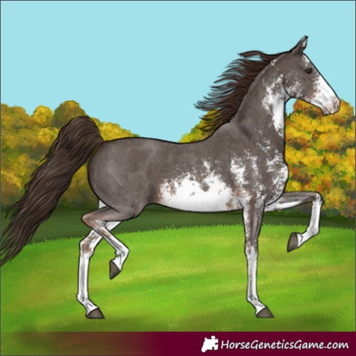 Horse Color:White Spotted Liver Chestnut Sabino