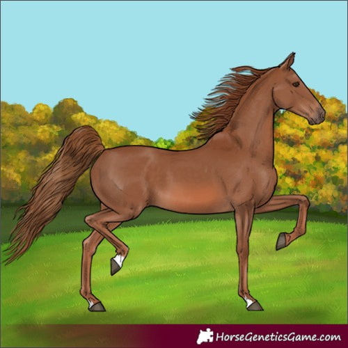 Horse Color:Unknown 
