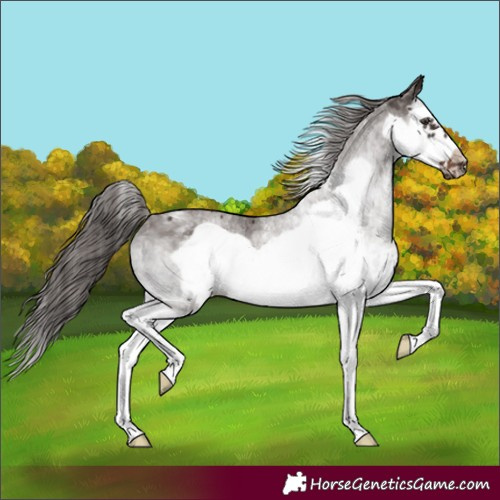 Horse Color:White Spotted Liver Chestnut Splash Frame 