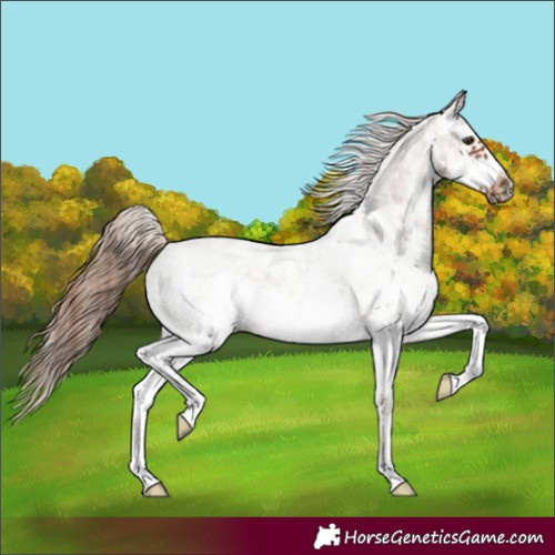 Horse Color:White Spotted Chestnut Sabino Frame