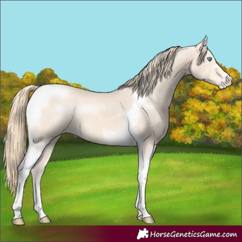 Horse Color:Perlino Tobiano Varnish 