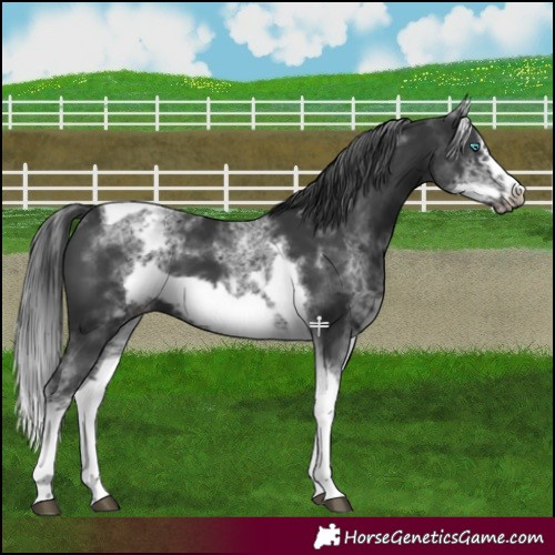 Horse Color:White Spotted Black Splash Tobiano Frame Varnish 