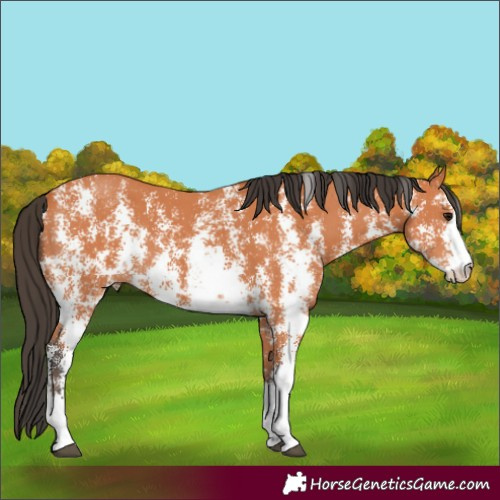 Horse Color:Unknown