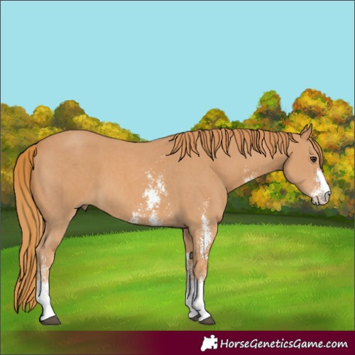 Horse Color:Chestnut Sabino