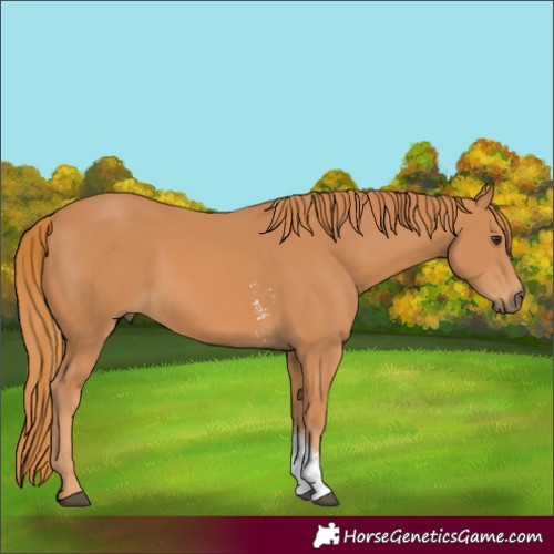 Horse Color:Unknown 