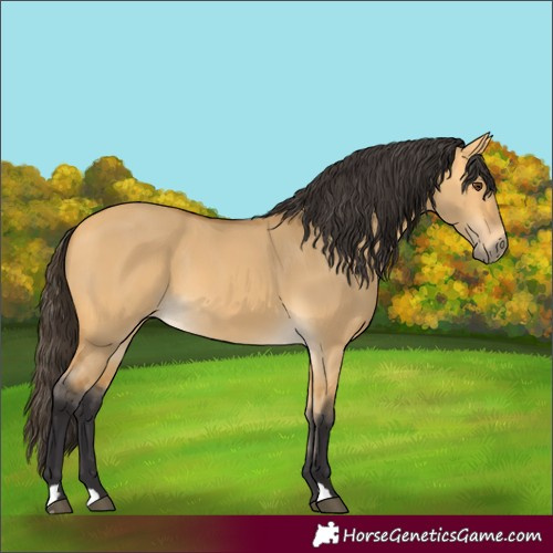 Horse Color:Buckskin Dun 
