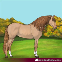 Horse Color:Red Dun 