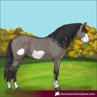 Horse Color:Grullo Frame 