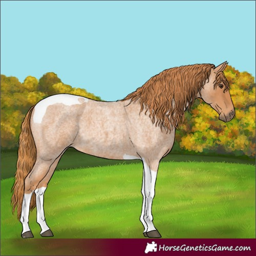Horse Color:Red Roan Tobiano 