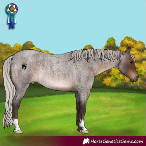 Horse Color:Silver Brown Roan Rabicano 