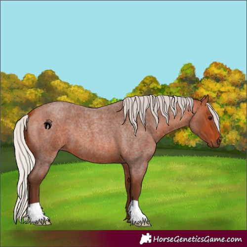 Horse Color:Silver Bay Roan