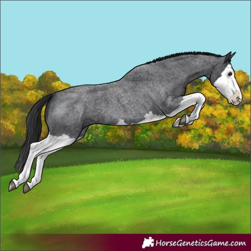 Horse Color:Blue Roan Splash