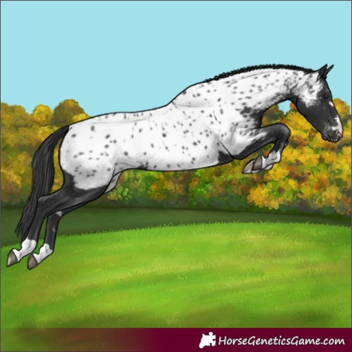 Horse Color:Black Near Leopard 