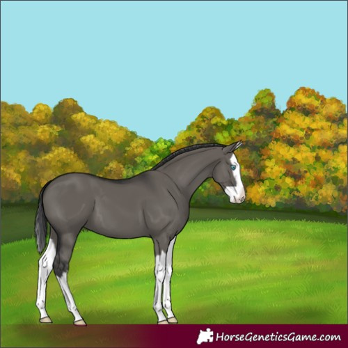 Horse Color:Grullo Splash 