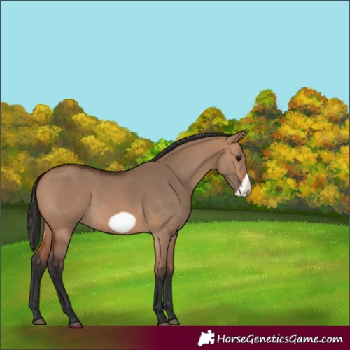 Horse Color:Bay Dun Frame 