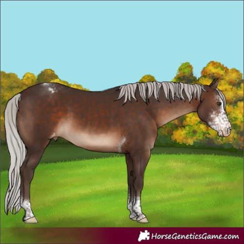 Horse Color:Silver Brown Sabino Tobiano Varnish 