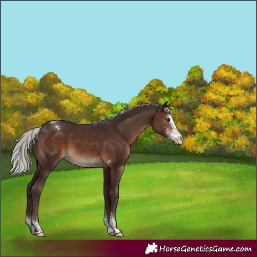 Horse Color:Silver Brown Sabino Tobiano Appaloosa