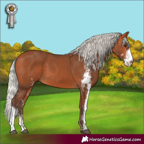 Horse Color:Silver Bay Sabino 