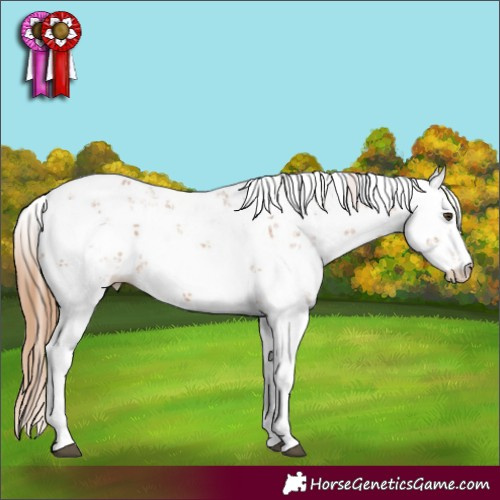 Horse Color:Chestnut Sabino