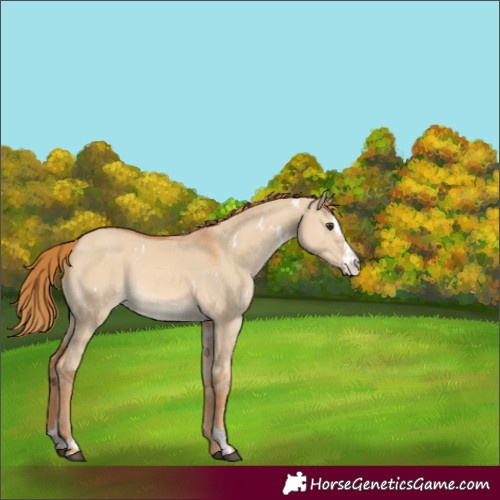 Horse Color:White Spotted Red Dun Sabino 