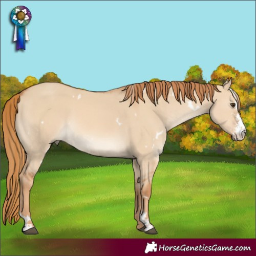 Horse Color:White Spotted Red Dun Sabino
