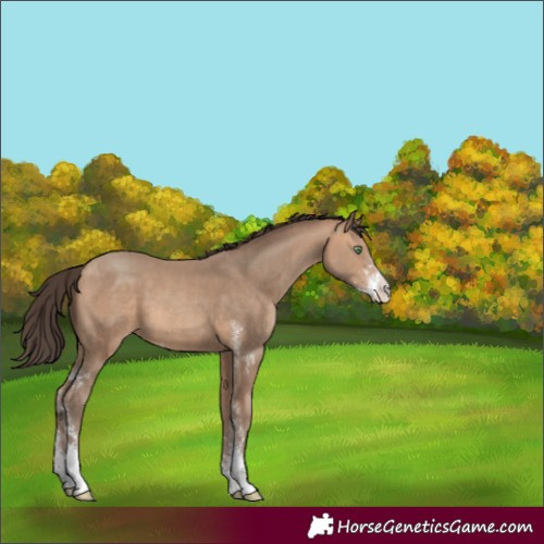 Horse Color:Amber Champagne Sabino 