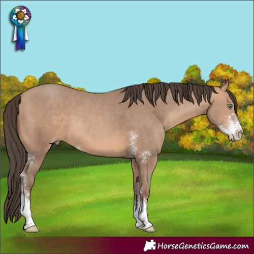 Horse Color:Amber Champagne Sabino 