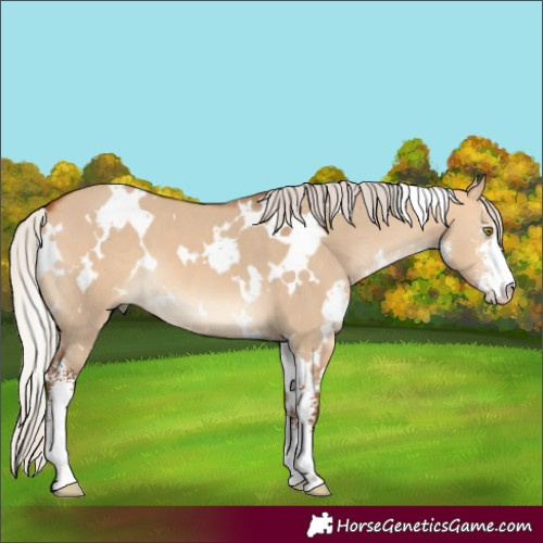 Horse Color:White Spotted Silver Bay Dun Sabino