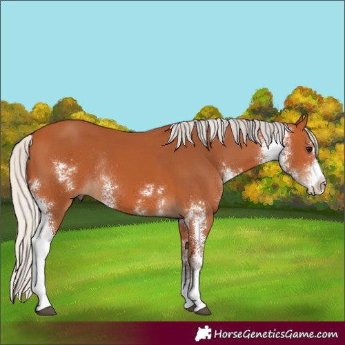 Horse Color:Silver Bay Sabino Rabicano