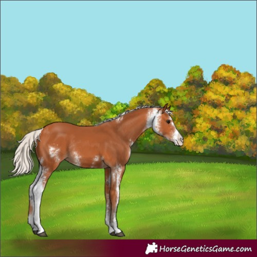 Horse Color:Silver Bay Sabino Rabicano