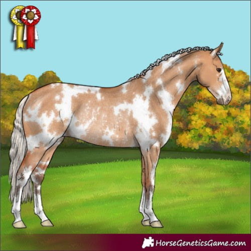 Horse Color:White Spotted Silver Bay Dun Rabicano 