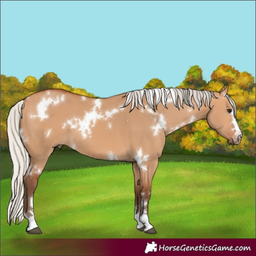 Horse Color:White Spotted Silver Bay Dun 