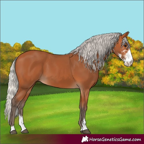 Horse Color:Silver Bay Sabino
