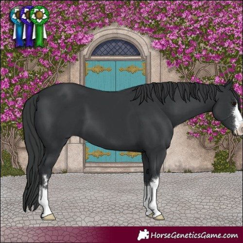Horse Color:Black 