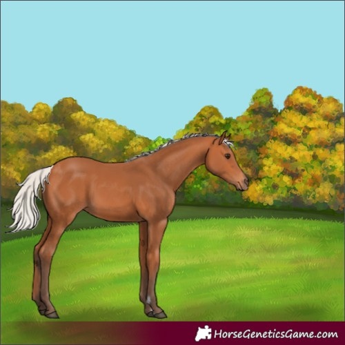 Horse Color:Silver Bay 