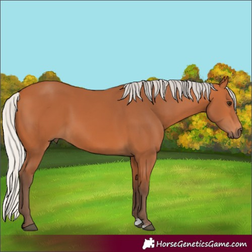 Horse Color:Silver Bay