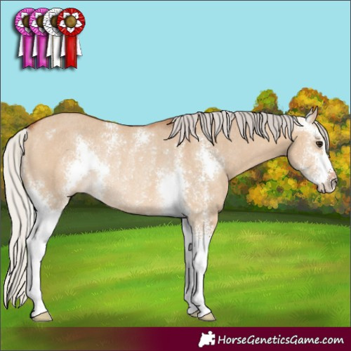 Horse Color:Silver Bay Dun Sabino Rabicano 