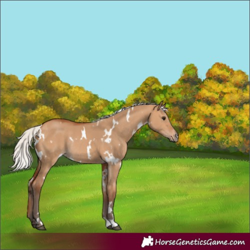 Horse Color:White Spotted Silver Bay Dun Rabicano
