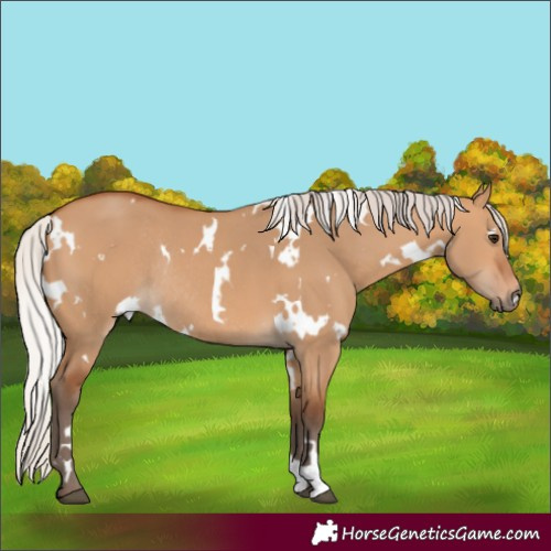 Horse Color:White Spotted Silver Bay Dun Rabicano